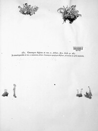 Cladonia digitata image